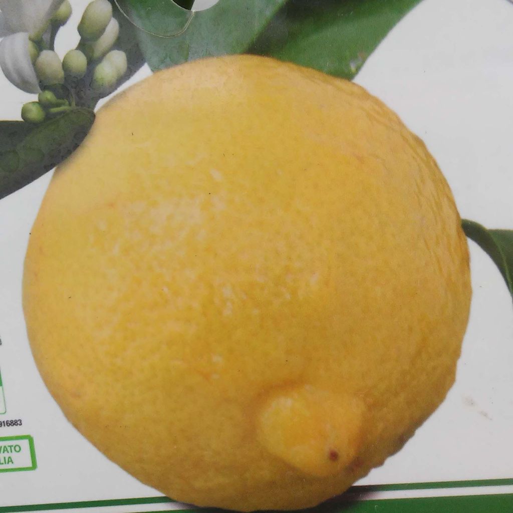 Citronnier - Citrus limon Cerza