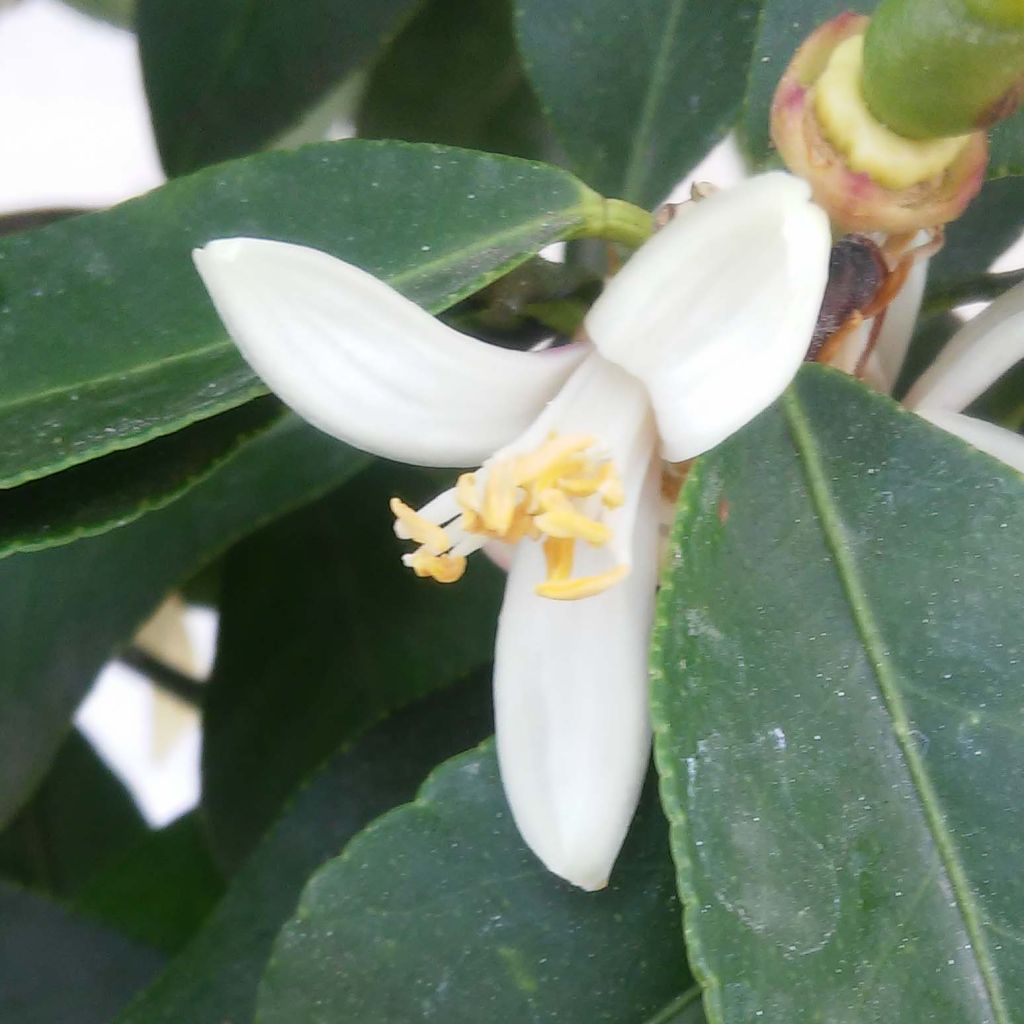 Citronnier - Citrus limon Femminello Incappucciato