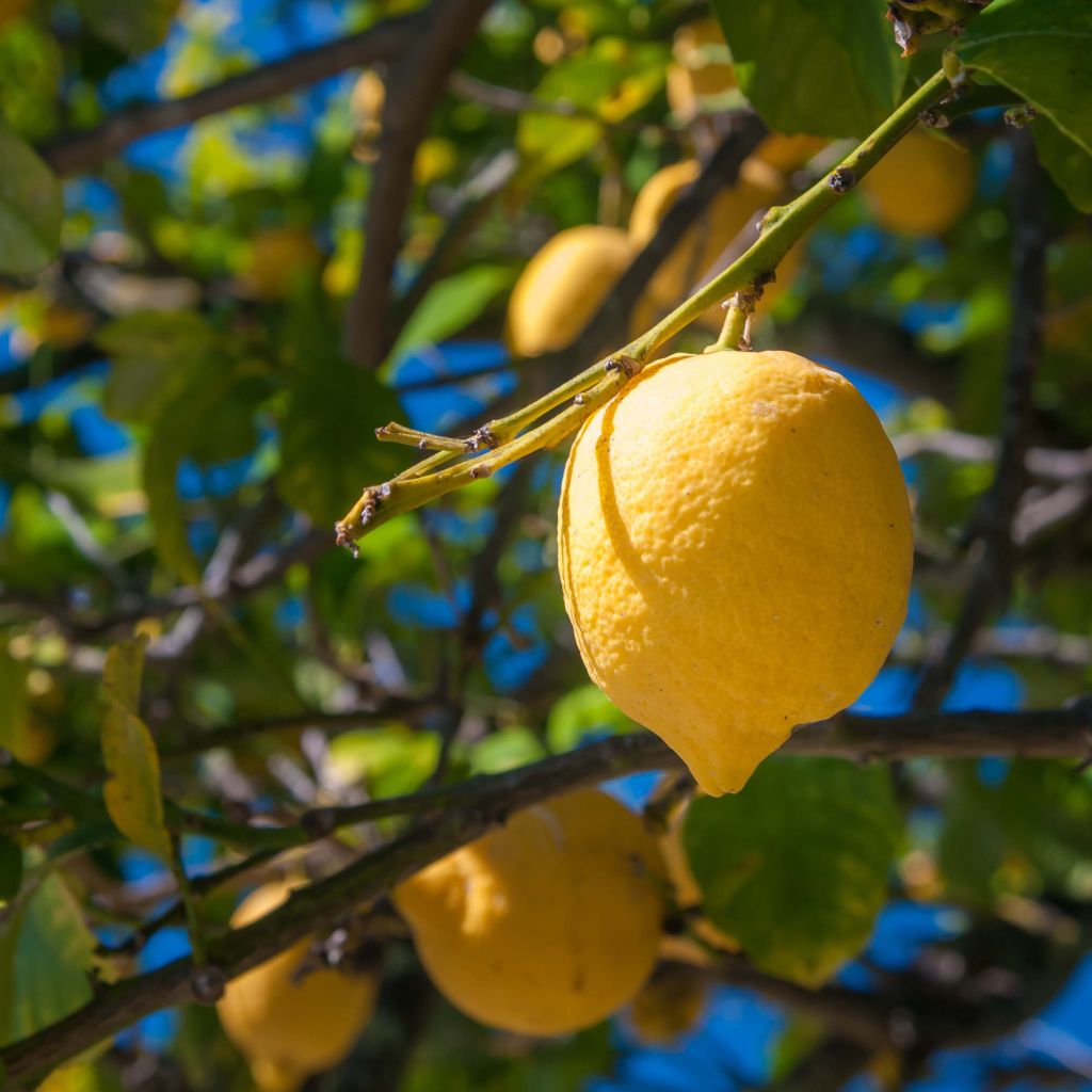 Citronnier de Syracuse - Citrus limon Femminello Siracusano
