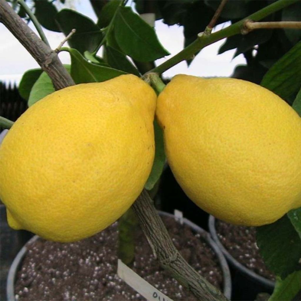 Citronnier - Citrus limon Lemox