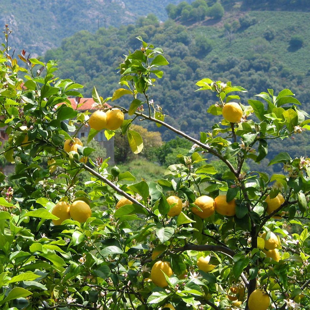 Citronnier - Citrus limon Lemox