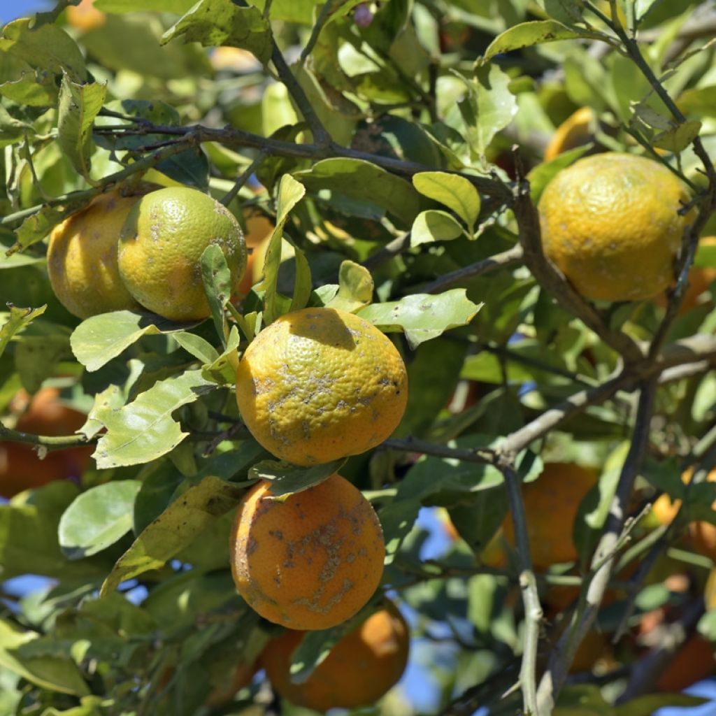 Citron rouge - Citrus Volkameriana ou Rangpur