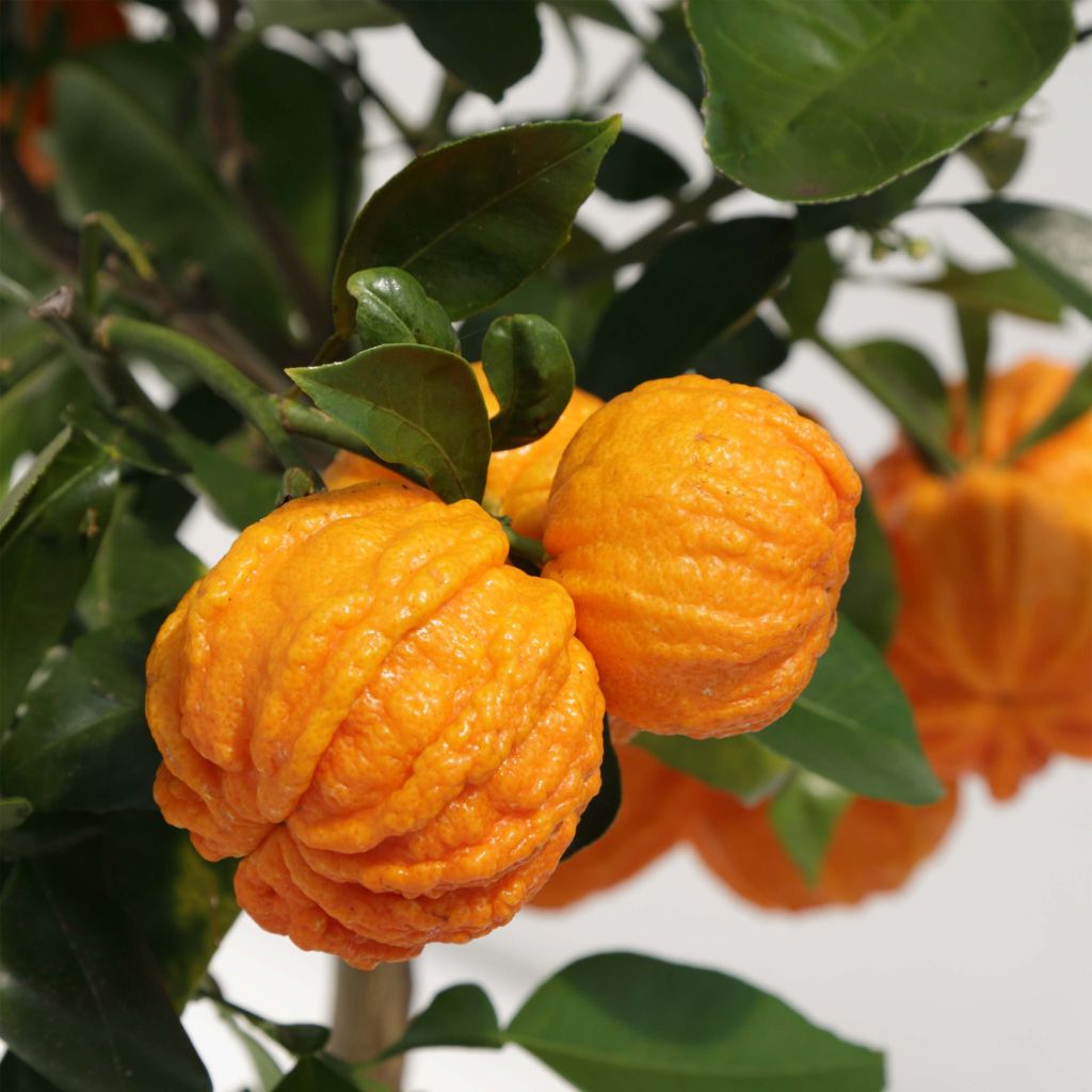 Oranger Corrugata - Citrus sinensis x aurantium