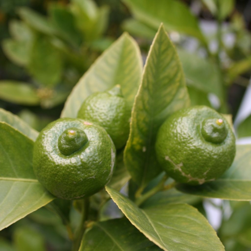 Citron vert - Citrus aurantifolia Mexicana