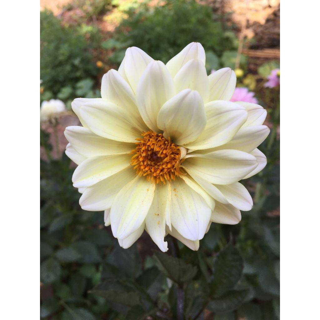 Dahlia paysage Classic Swanlake