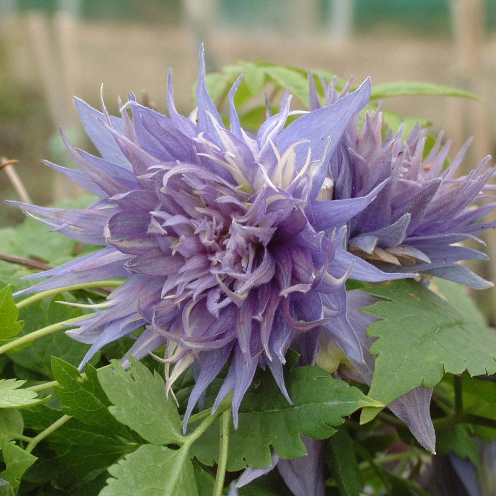 Clématite - Clematis alpina Ocean Pearl  