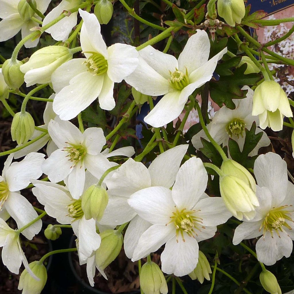 Clématite - Clematis Avalanche® 