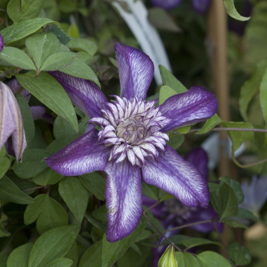 Clématite - Clematis Cassis