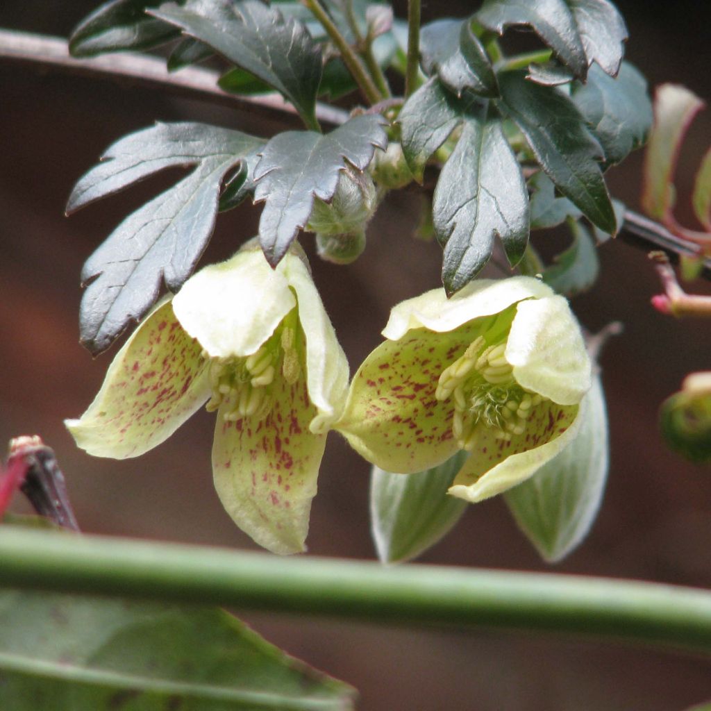 Clématite - Clematis cirrhosa Balearica