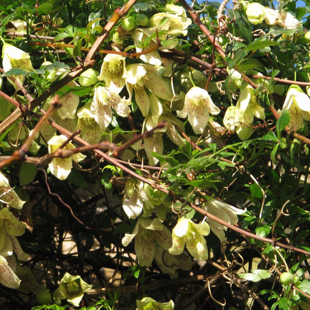 Clématite - Clematis cirrhosa Balearica