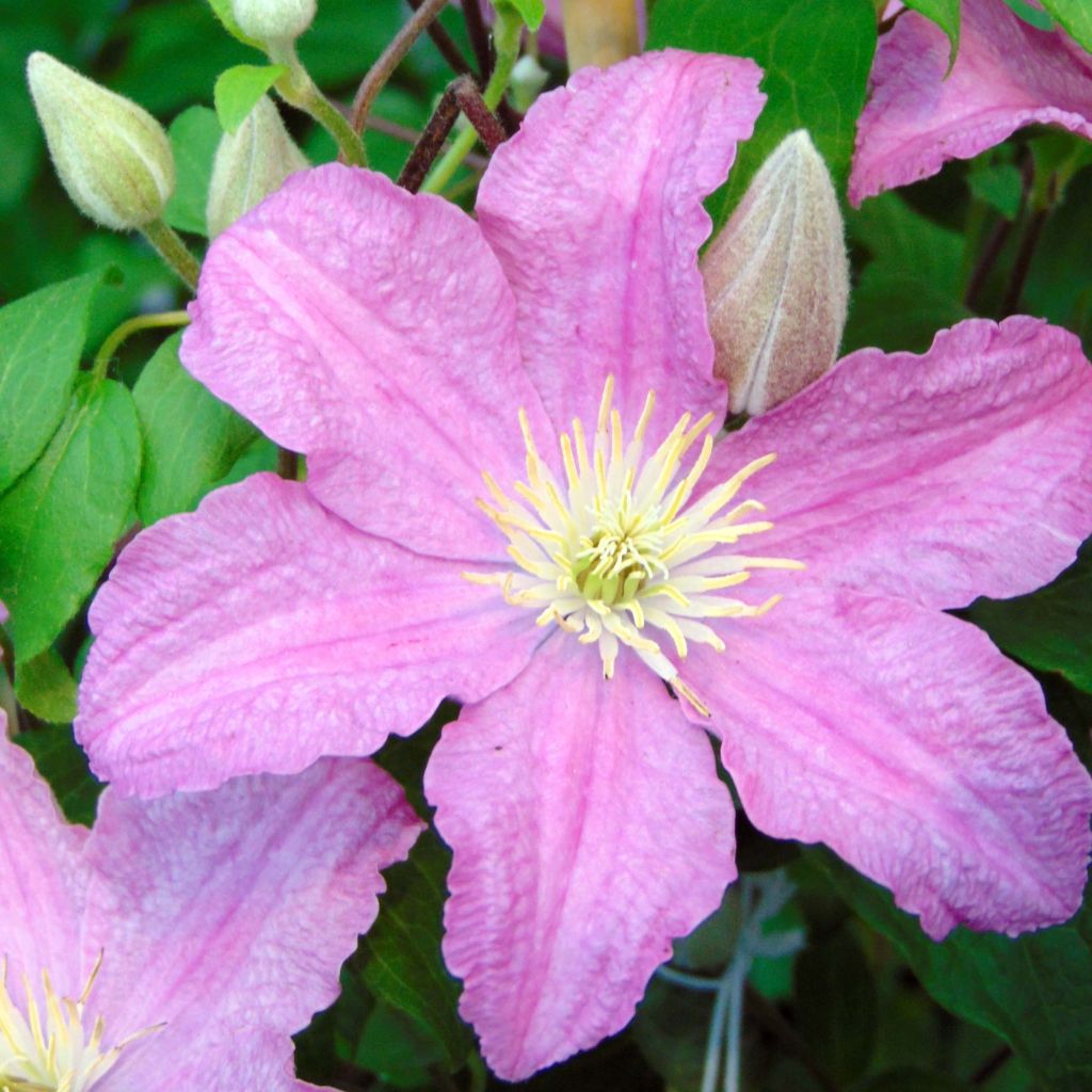 Clématite - Clematis Comtesse de Bouchaud