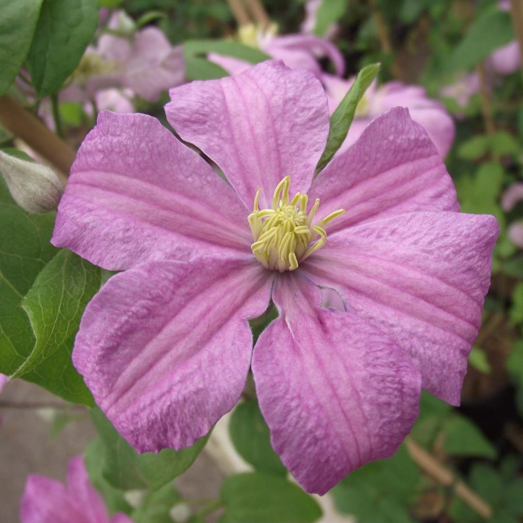 Clématite - Clematis Comtesse de Bouchaud