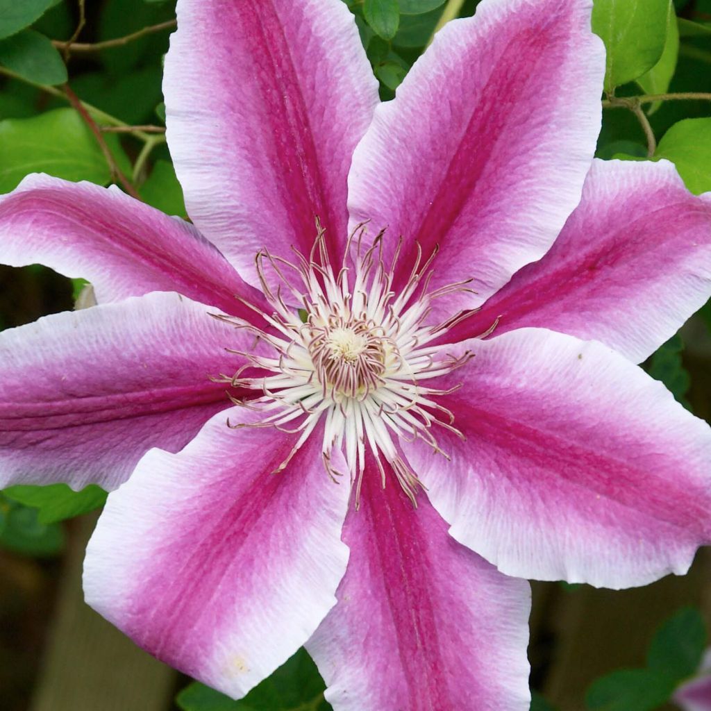 Clématite - Clematis Docteur Ruppel