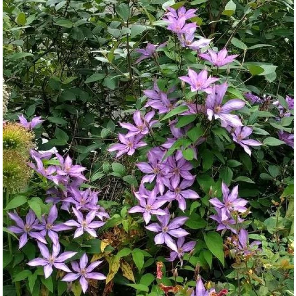 Clématite - Clematis Dorothy Walton