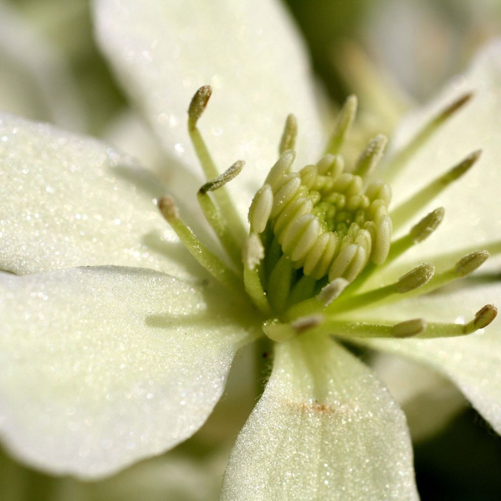 Clématite - Clematis Emerald Dream