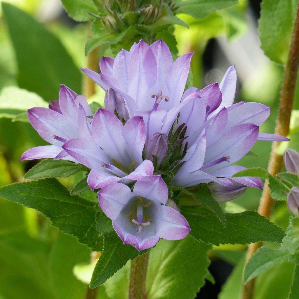 Campanule glomerata Caroline