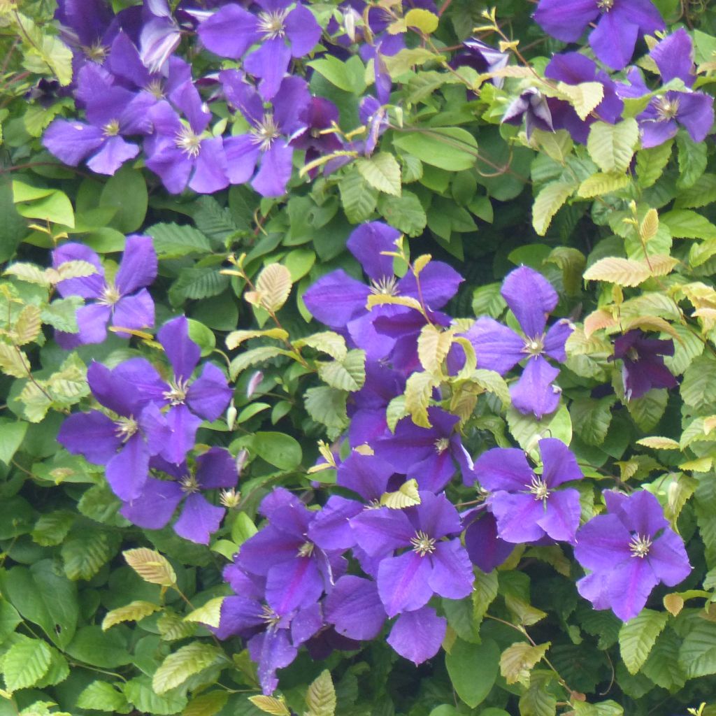 Clématite - Clematis jackmanii  