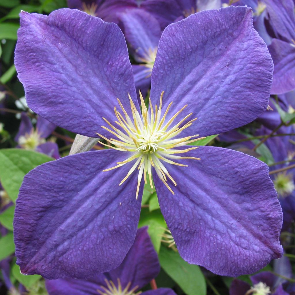 Clématite - Clematis jackmanii  