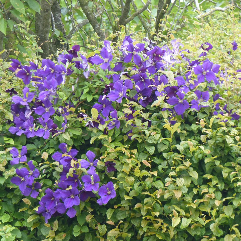 Clématite - Clematis jackmanii  