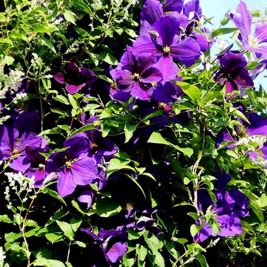 Clématite - Clematis jackmanii Superba