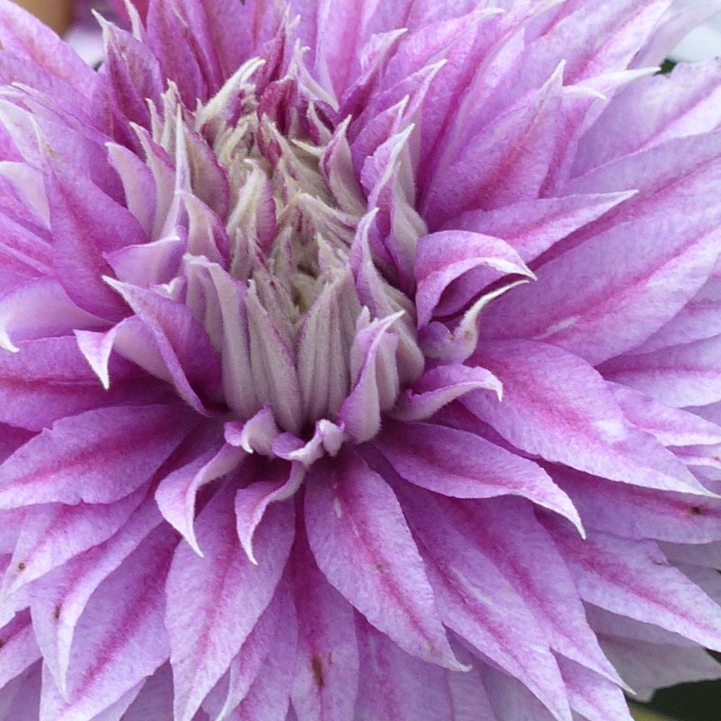 Clématite - Clematis Josephine