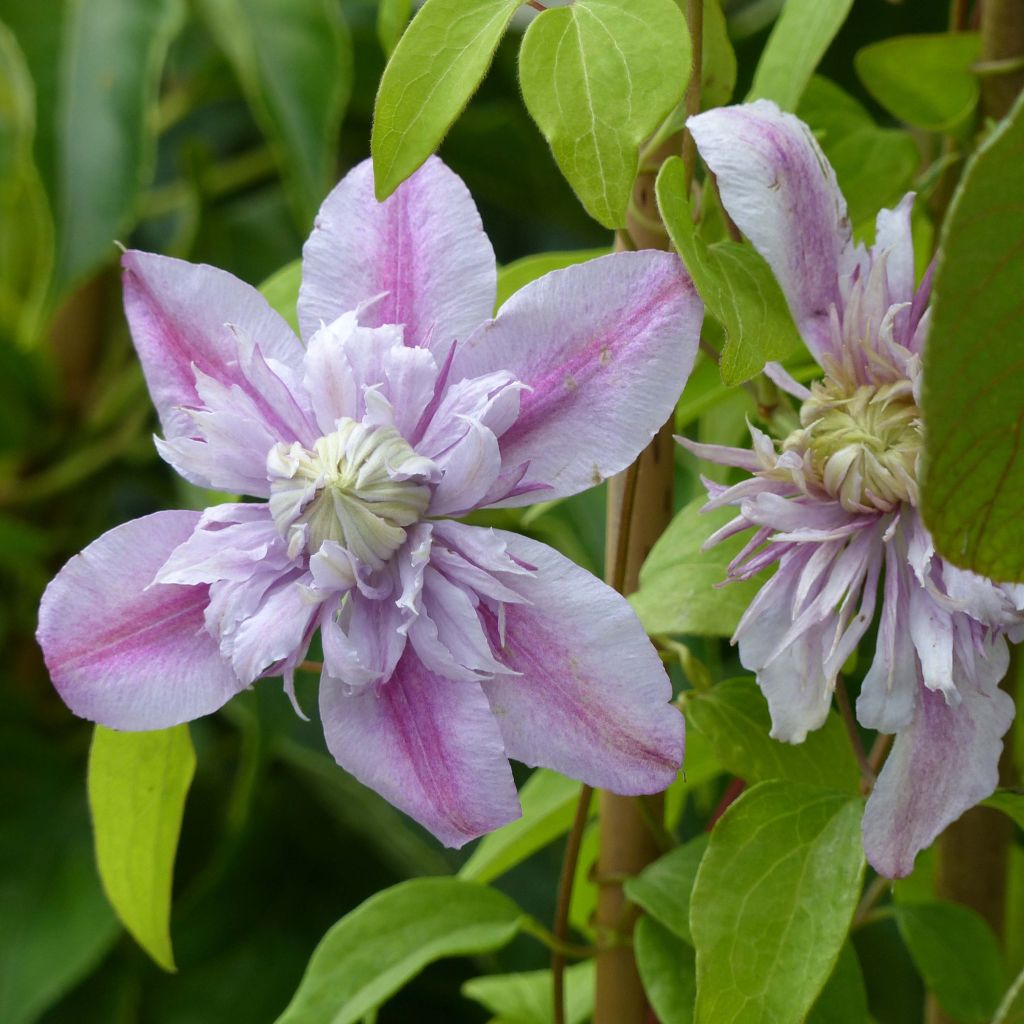 Clématite - Clematis Josephine