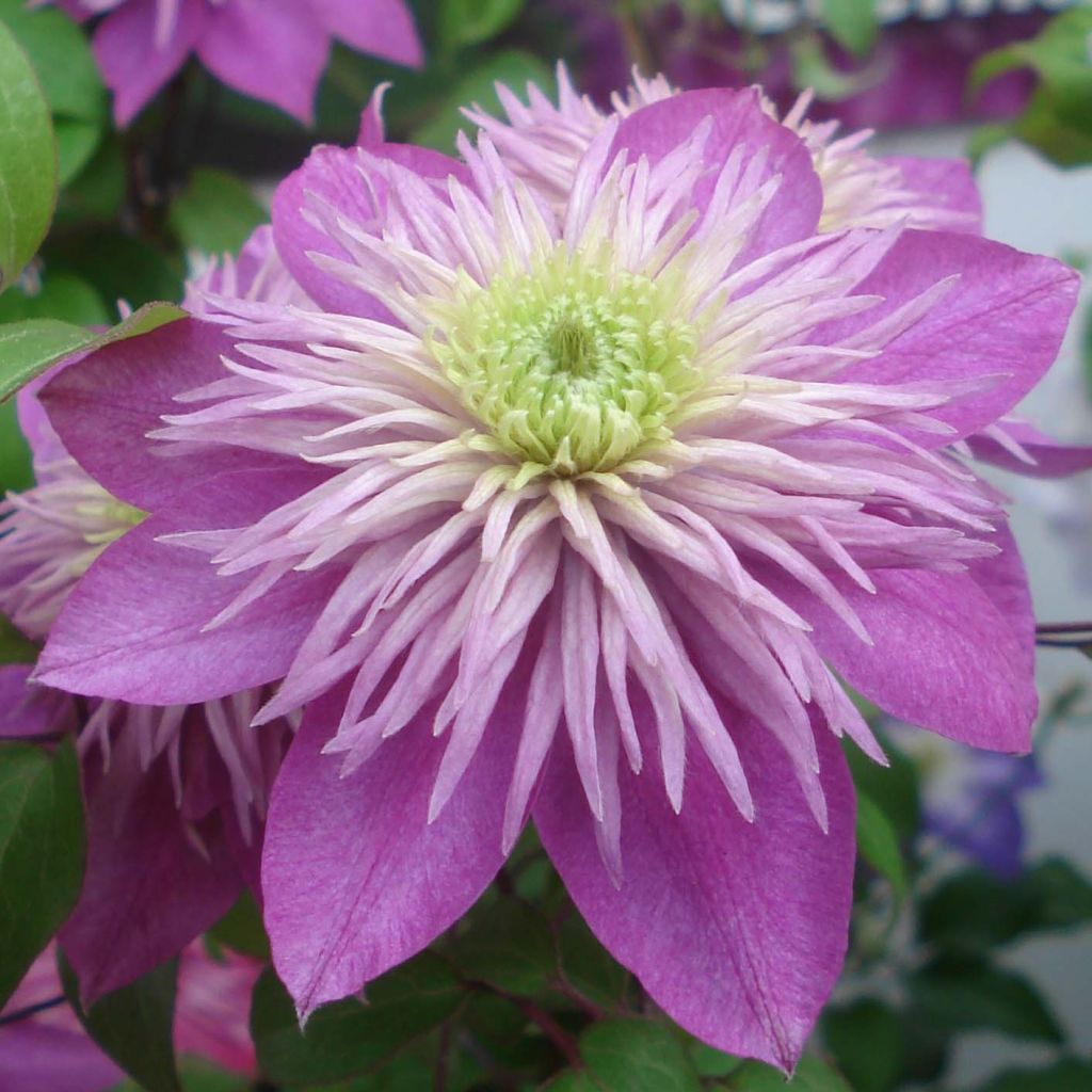 Clématite - Clematis Kaiser 