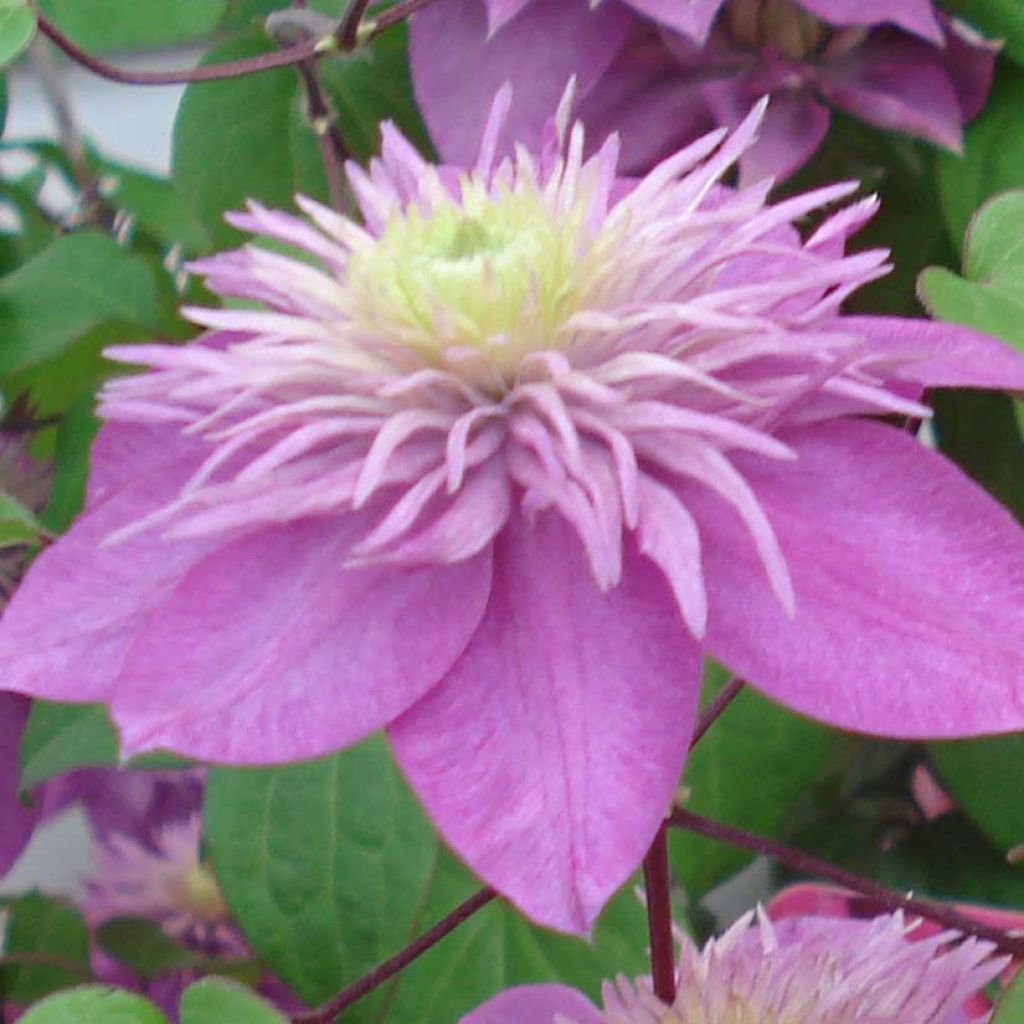 Clématite - Clematis Kaiser 