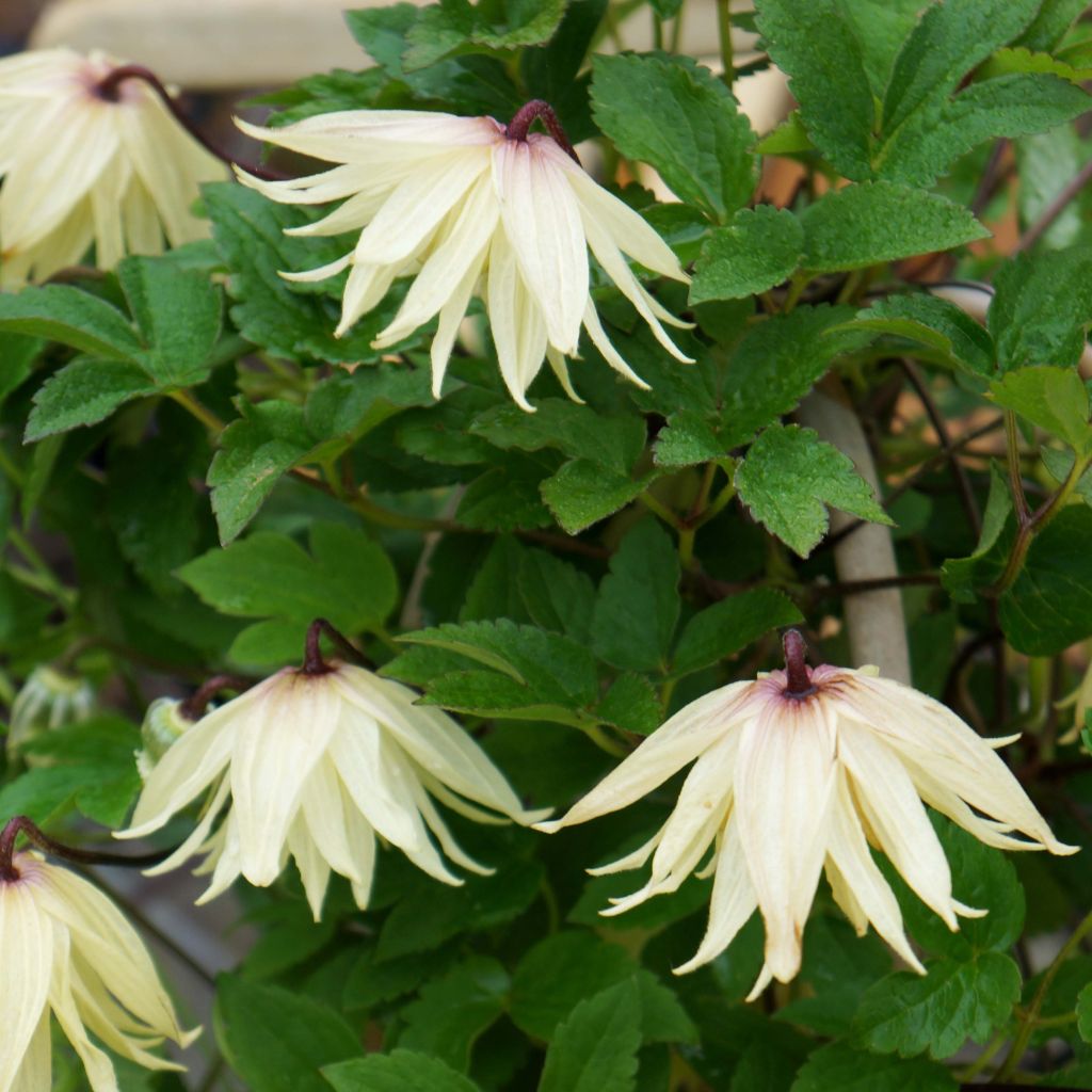 Clématite - Clematis koreana Amber