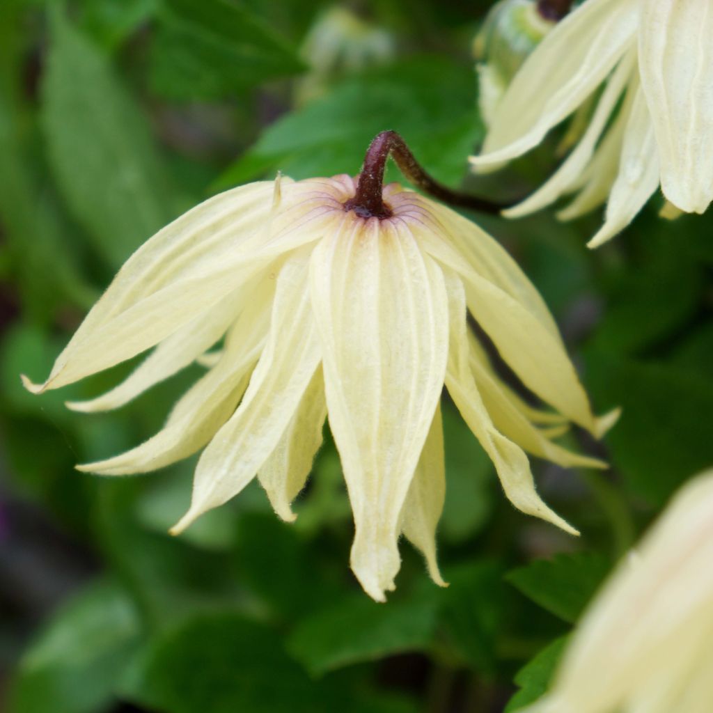 Clématite - Clematis koreana Amber