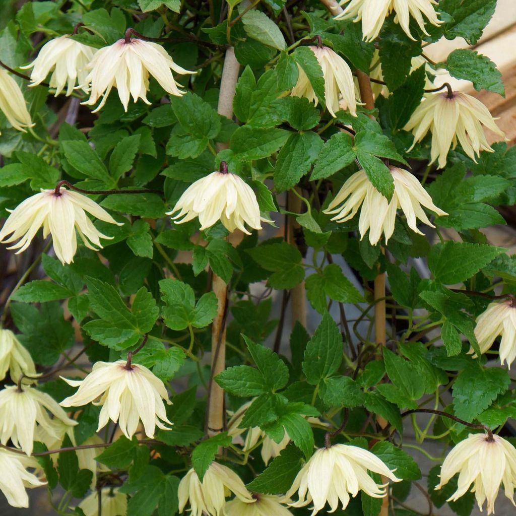 Clématite - Clematis koreana Amber