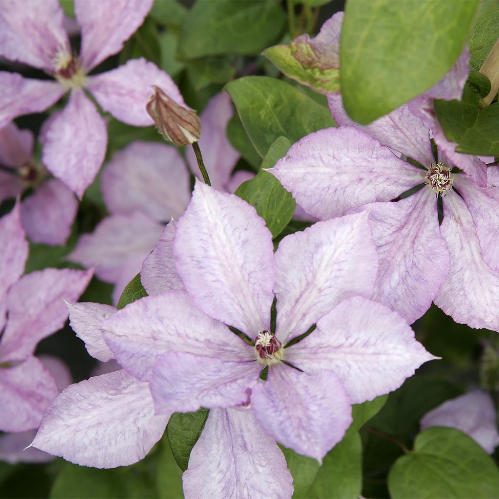 Clématite - Clematis Margaret Hunt