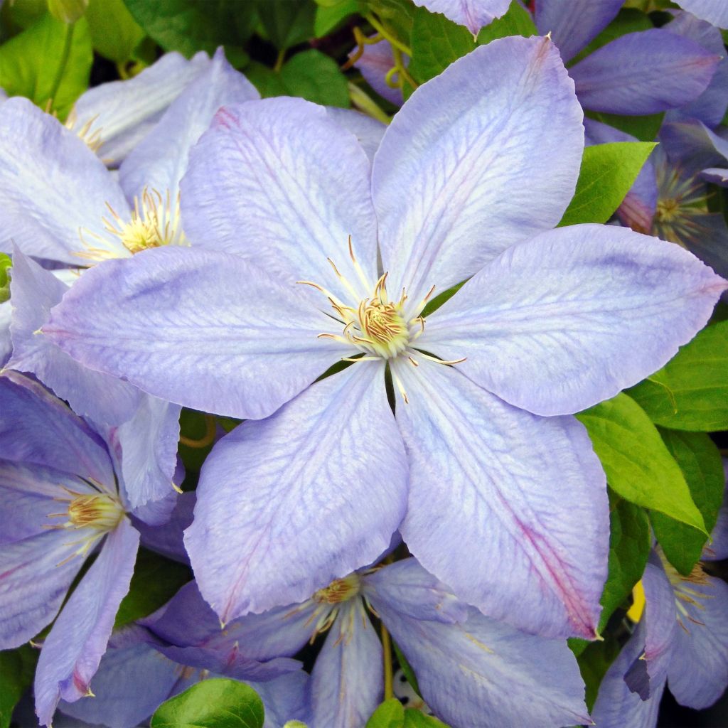 Clématite - Clematis Mrs Cholmondeley