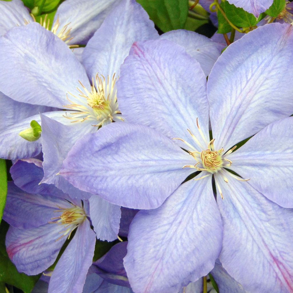 Clématite - Clematis Mrs Cholmondeley