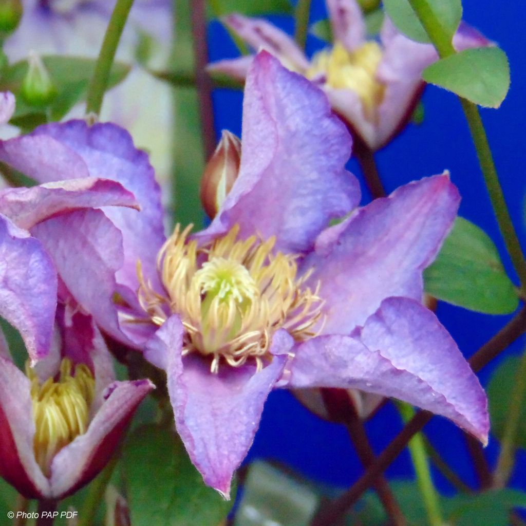 Clématite - Clematis Exciting