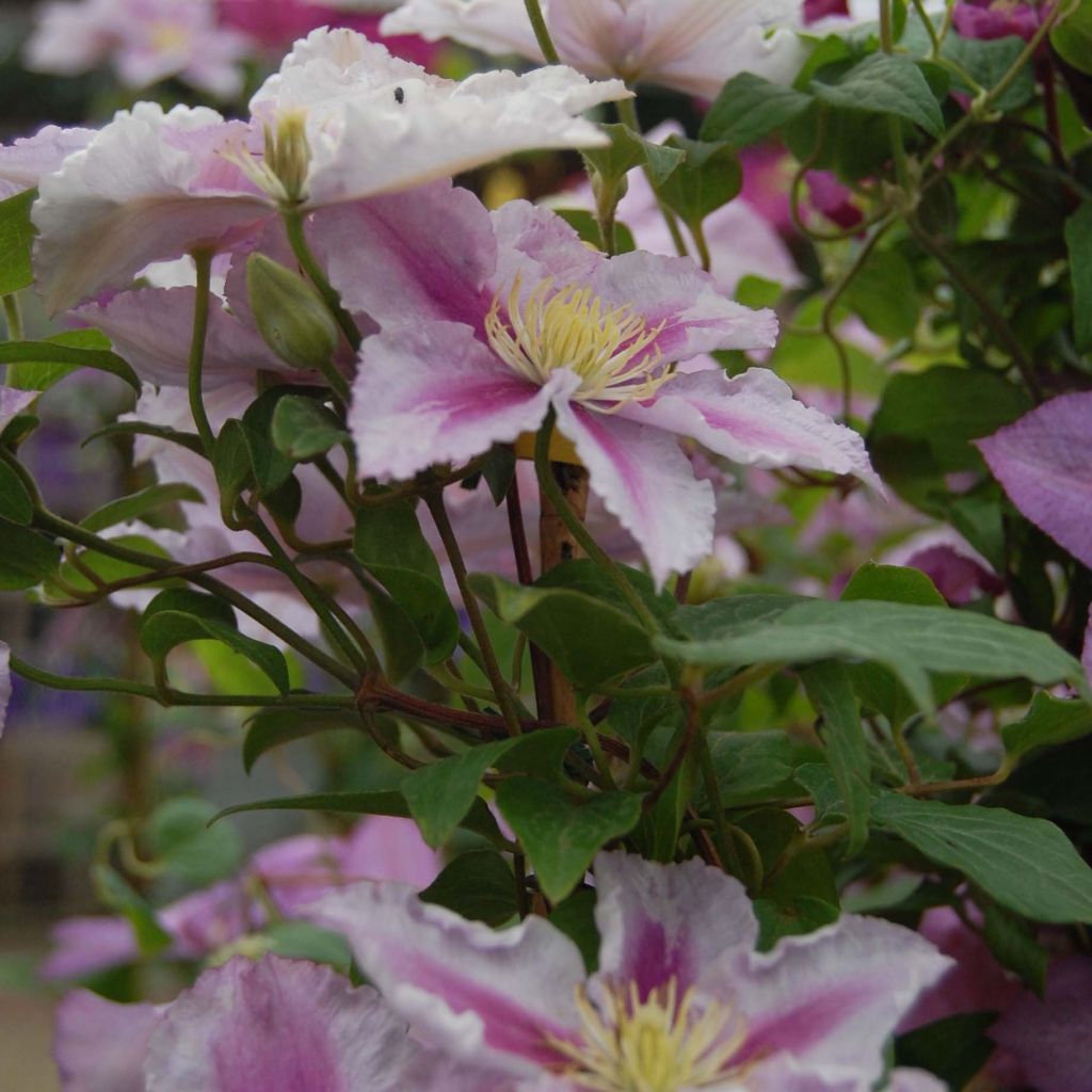 Clématite - Clematis Piilu