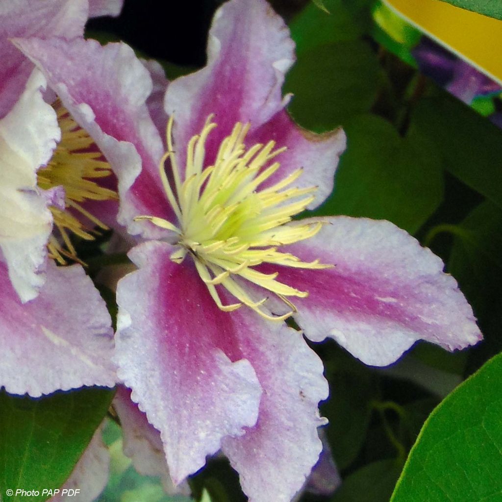 Clématite - Clematis Piilu