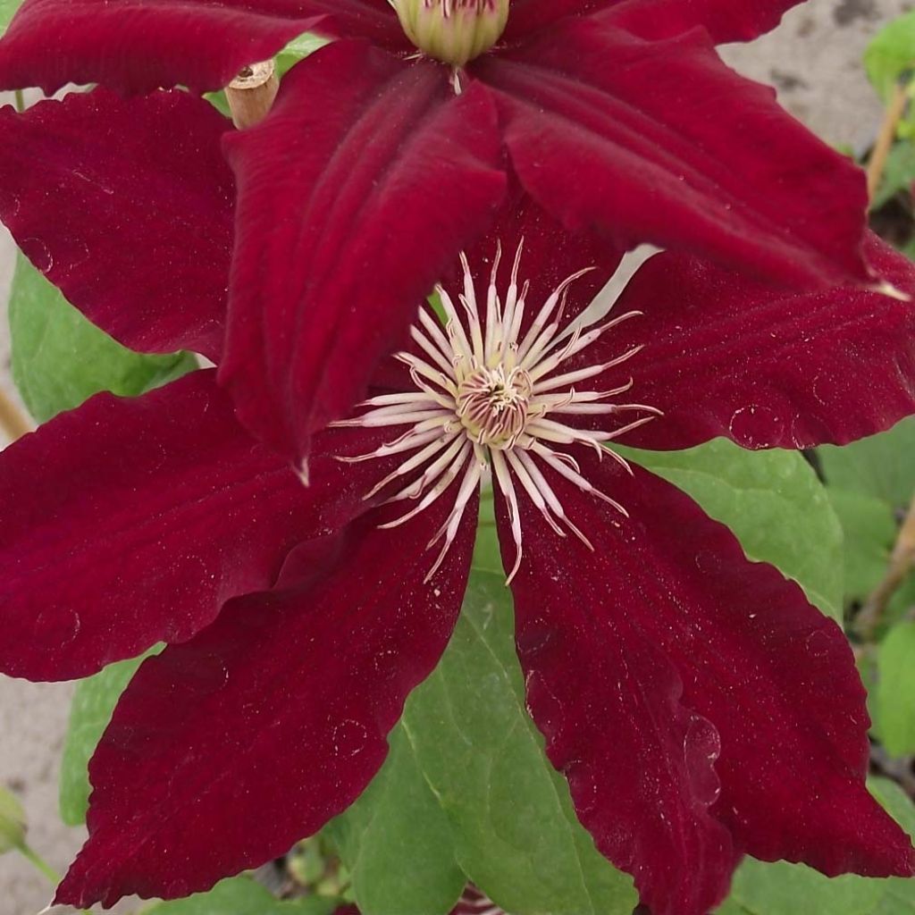 Clematite - Clematis Rebecca