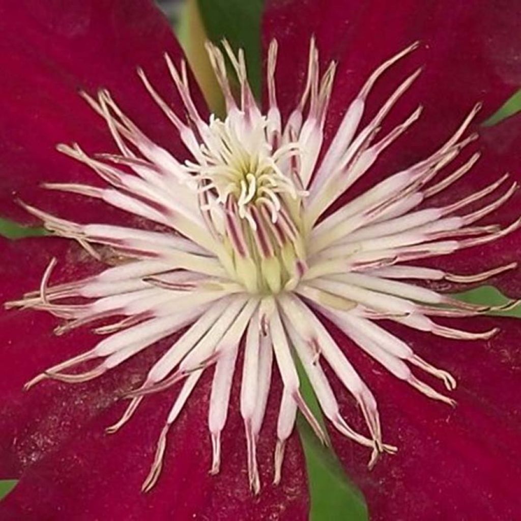 Clematite - Clematis Rebecca