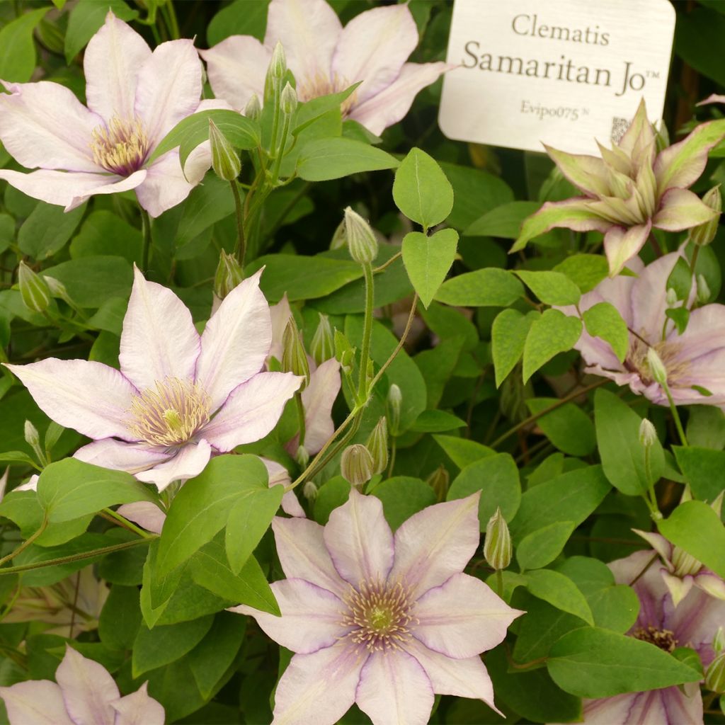 Clématite - Clematis Samaritan Jo 'Evipo075'