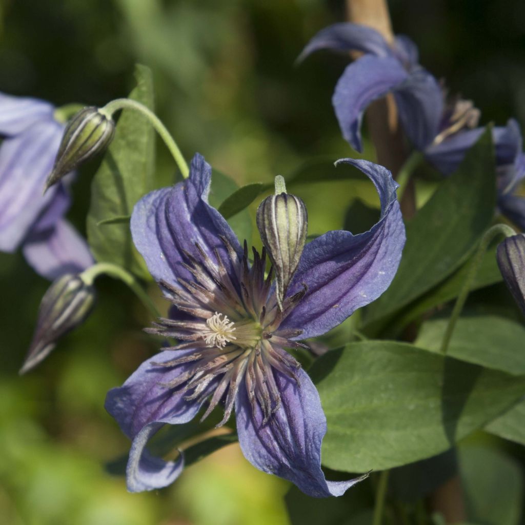 Clématite - Clematis Saphyra Indigo