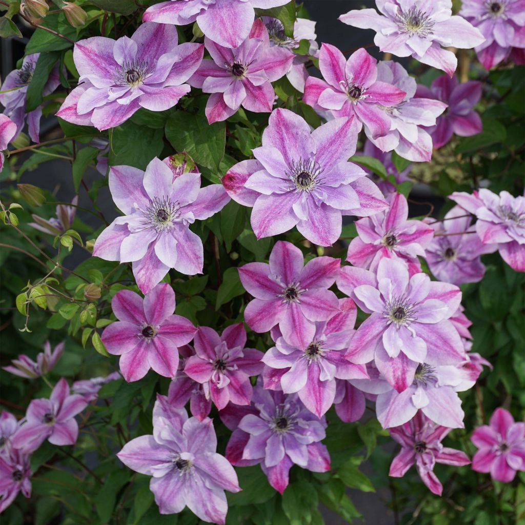 Clématite - Clematis Super Cute