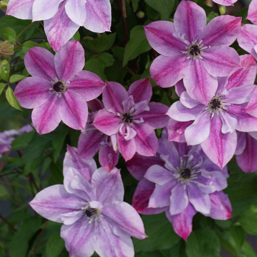 Clématite - Clematis Super Cute