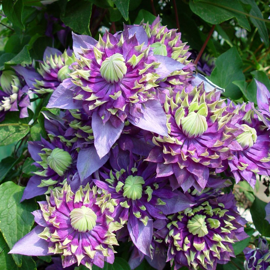 Clématite - Clematis Taiga 