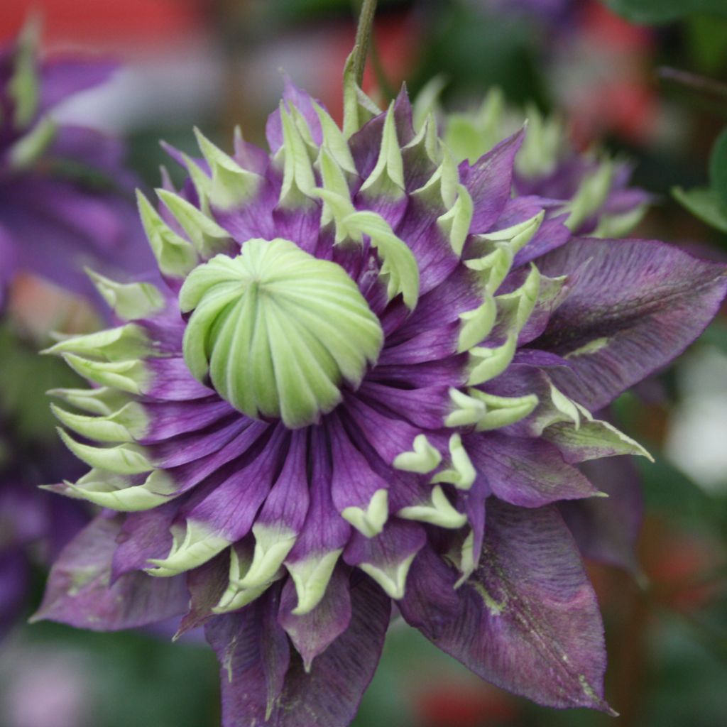 Clématite - Clematis Taiga 