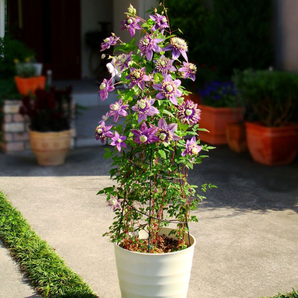 Clématite - Clematis Taiga 