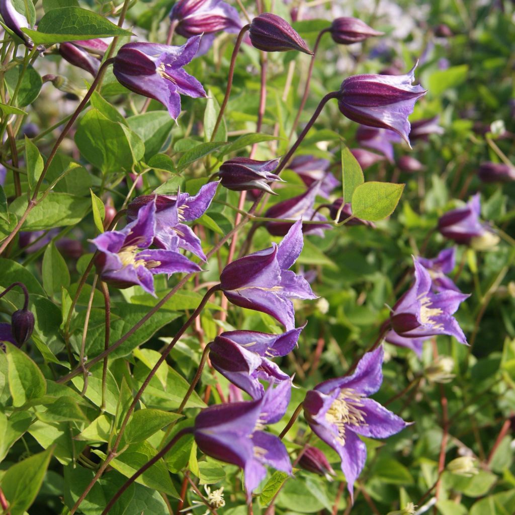 Clématite - Clematis texensis Prince William