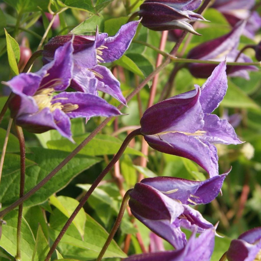 Clématite - Clematis texensis Prince William