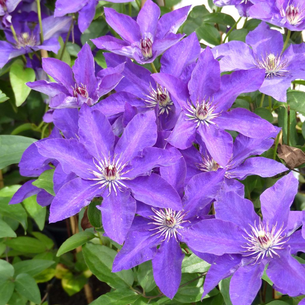 Clématite - Clematis The President