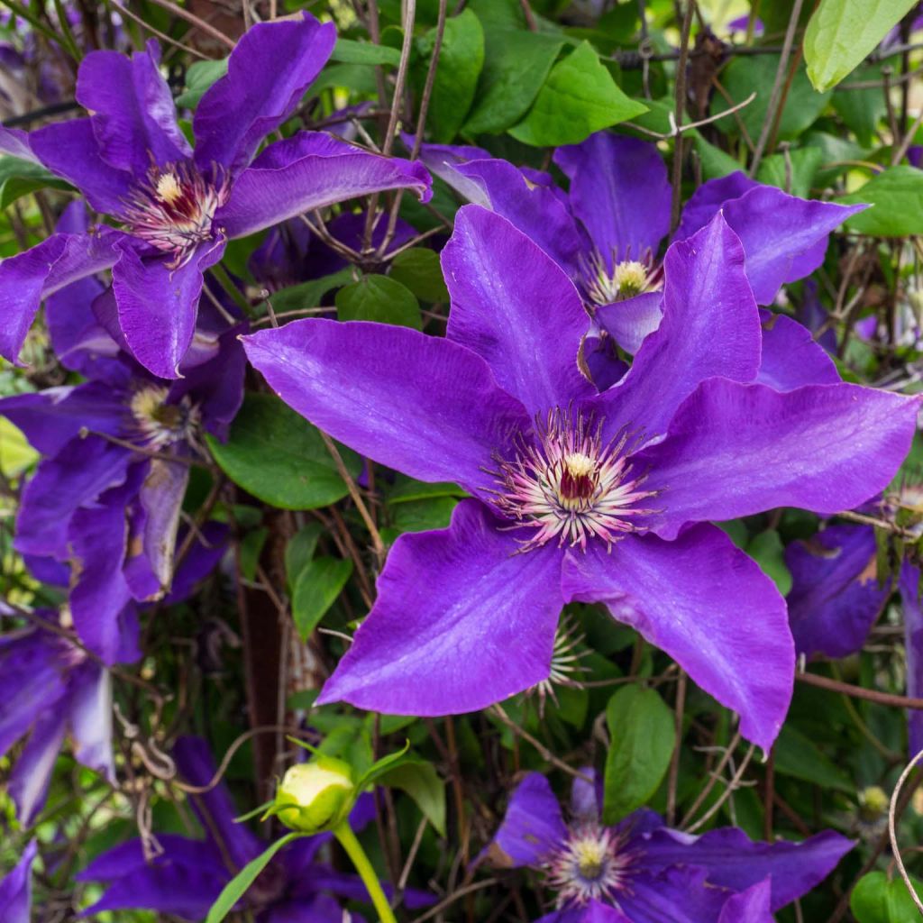 Clématite - Clematis The President